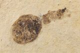 Detailed Fossil Insect - Cereste, France #295319-1